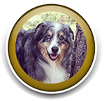 Pet Sitting and Dog Walking Colorado Springs