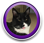 Pet Sitting and Dog Walking Colorado Springs