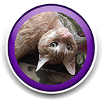 Pet Sitting and Dog Walking Colorado Springs