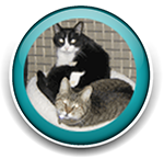 Pet Sitting and Dog Walking Colorado Springs