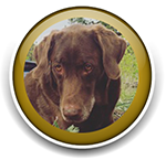 Pet Sitting and Dog Walking Colorado Springs