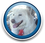 Pet Sitting and Dog Walking Colorado Springs
