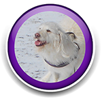 Pet Sitting and Dog Walking Colorado Springs
