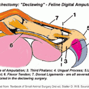 why not to declaw the cat