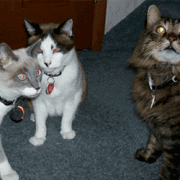 Debbie J., KC, Pepe, Brody