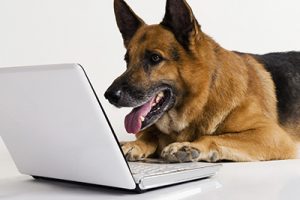 dog-email-2