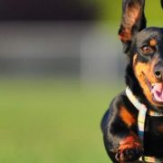 Pet Sitting and Dog Walking Colorado Springs