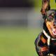 Pet Sitting and Dog Walking Colorado Springs