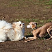 Pet Sitting and Dog Walking Colorado Springs