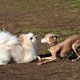 Pet Sitting and Dog Walking Colorado Springs