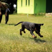 Pet Sitting and Dog Walking Colorado Springs