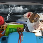 Pet Sitting and Dog Walking Colorado Springs