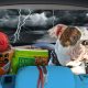 Pet Sitting and Dog Walking Colorado Springs
