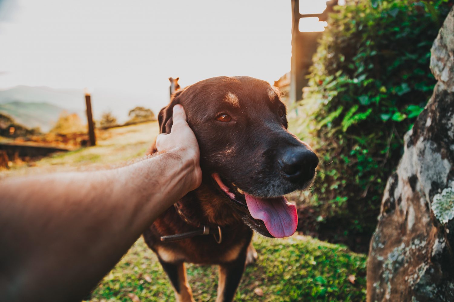 1 animal-canine-cute-2376996 copy