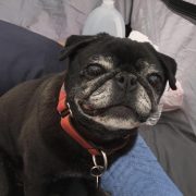 Pet Sitting and Dog Walking Colorado Springs