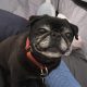 Pet Sitting and Dog Walking Colorado Springs