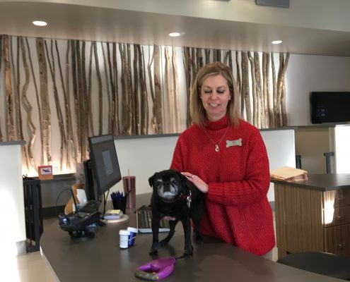 Pet Sitting and Dog Walking Colorado Springs