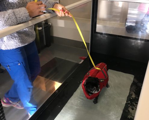 Pet Sitting and Dog Walking Colorado Springs