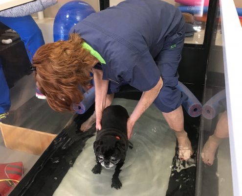 Pet Sitting and Dog Walking Colorado Springs