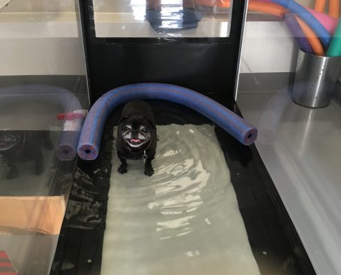 Pet Sitting and Dog Walking Colorado Springs