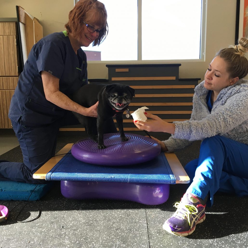 Colorado Canine Orthopedics & Rehab PlayTime Pet Sitters
