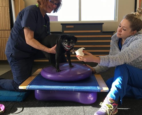 Pet Sitting and Dog Walking Colorado Springs