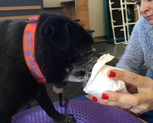 Pet Sitting and Dog Walking Colorado Springs