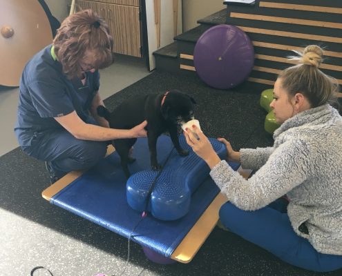 Pet Sitting and Dog Walking Colorado Springs