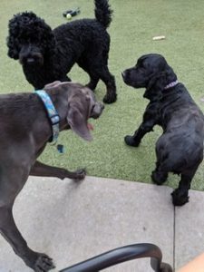 Pet Sitting and Dog Walking Colorado Springs