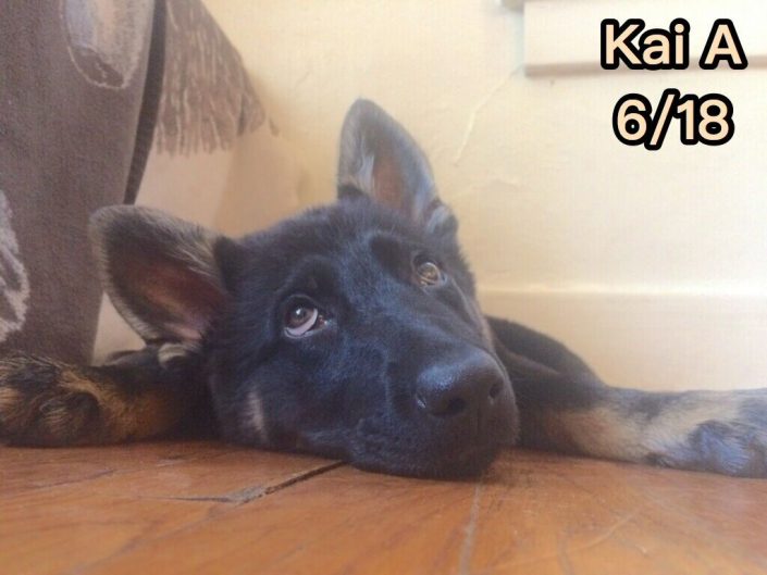 puppy care colorado springs