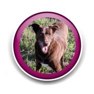 Pet Sitting and Dog Walking Colorado Springs