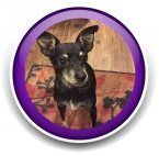 Pet Sitting and Dog Walking Colorado Springs