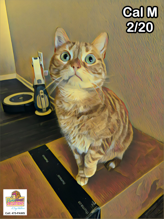 in home cat sitting 80903