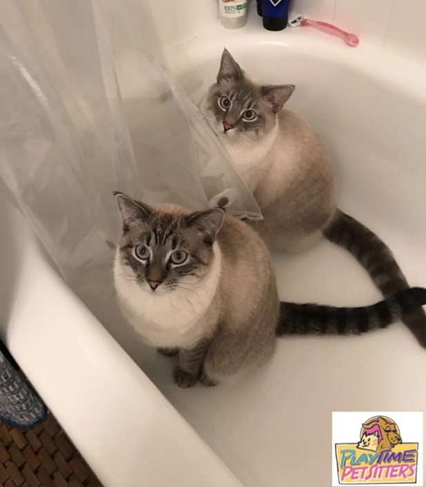 cat sitters colorado springs