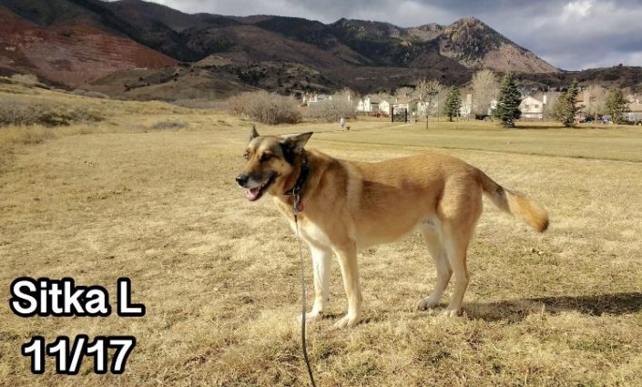 dog hiking colorado springs
