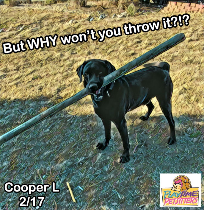 dog sitters 80904
