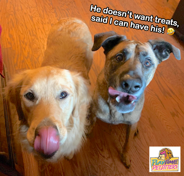 dog walking services 80905