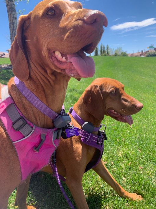 best dog walkers colorado springs