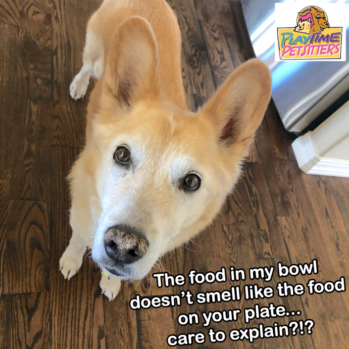 hire a dog walker in colorado springs
