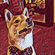 dog walkers 80906