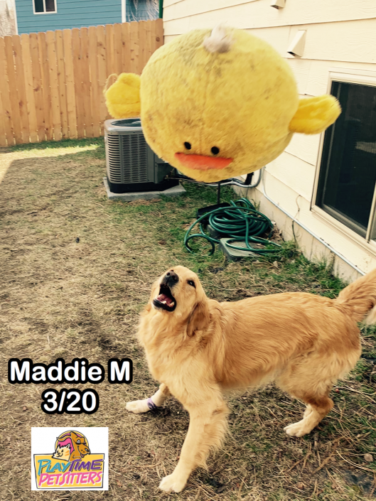 dog walking services colorado springs