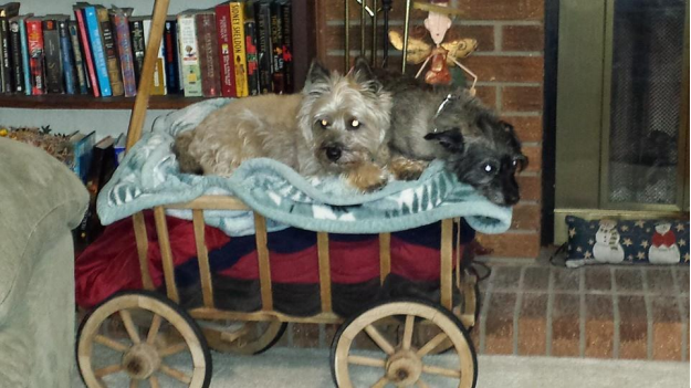 Pet Sitting and Dog Walking Colorado Springs