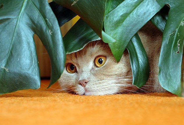 Pet Sitting and Dog Walking Colorado Springs
