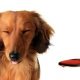 Pet Sitting and Dog Walking Colorado Springs