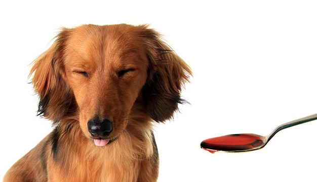 PlayTime Pet Sitters and dog walkers