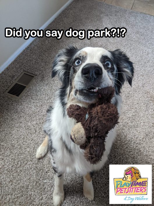 dog park field trips colorado springs
