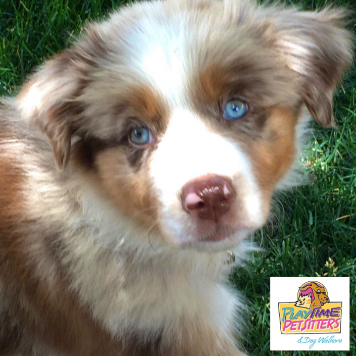 puppy care colorado springs