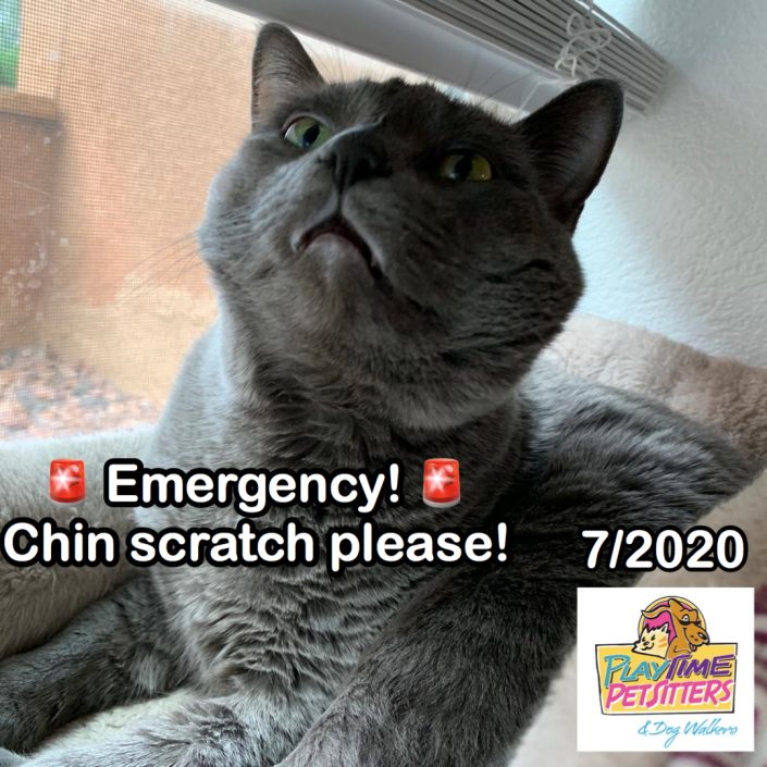 cat sitting colorado springs