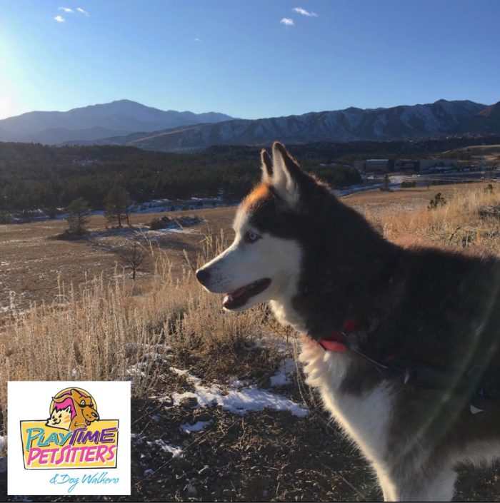 dog hiking colorado springs