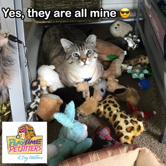 in home cat sitting 80909